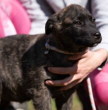 ASIA, Hund, Mischlingshund in Ungarn - Bild 3