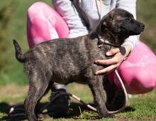 ASIA, Hund, Mischlingshund in Ungarn - Bild 4
