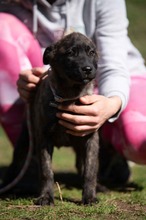 ASIA, Hund, Mischlingshund in Ungarn - Bild 5