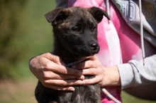ASIA, Hund, Mischlingshund in Ungarn - Bild 6