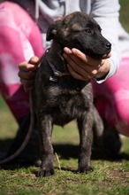 ASIA, Hund, Mischlingshund in Ungarn - Bild 7