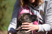 ASIA, Hund, Mischlingshund in Ungarn - Bild 8