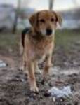 ASIA, Hund, Mischlingshund in Ungarn - Bild 9