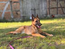 JOEY, Hund, Deutscher Schäferhund-Mix in Bielefeld - Bild 1