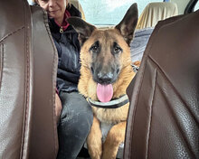 JOEY, Hund, Deutscher Schäferhund-Mix in Bielefeld - Bild 2