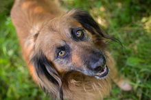 CHIPNR248936, Hund, Mischlingshund in Kroatien - Bild 1