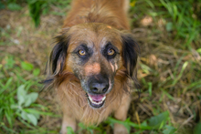 CHIPNR248936, Hund, Mischlingshund in Kroatien - Bild 2
