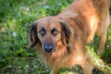 CHIPNR248936, Hund, Mischlingshund in Kroatien - Bild 3