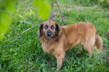 CHIPNR248936, Hund, Mischlingshund in Kroatien - Bild 4