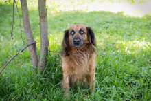 CHIPNR248936, Hund, Mischlingshund in Kroatien - Bild 5