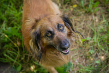 CHIPNR248936, Hund, Mischlingshund in Kroatien - Bild 6