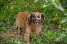 CHIPNR248936, Hund, Mischlingshund in Kroatien - Bild 7