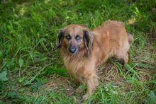 CHIPNR248936, Hund, Mischlingshund in Kroatien - Bild 8