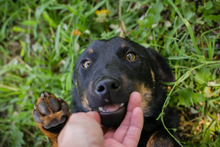 CHIPN231610, Hund, Mischlingshund in Kroatien - Bild 1