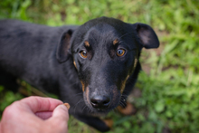 CHIPN231610, Hund, Mischlingshund in Kroatien - Bild 2