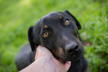 CHIPN231610, Hund, Mischlingshund in Kroatien - Bild 3