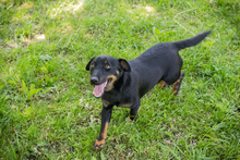 CHIPN231610, Hund, Mischlingshund in Kroatien - Bild 4