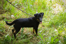 CHIPN231610, Hund, Mischlingshund in Kroatien - Bild 5