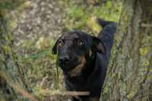 CHIPN231610, Hund, Mischlingshund in Kroatien - Bild 6