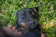 CHIPN231610, Hund, Mischlingshund in Kroatien - Bild 7