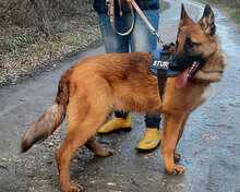 ROSS, Hund, Deutscher Schäferhund Mix in Bielefeld - Bild 1