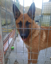 ROSS, Hund, Deutscher Schäferhund Mix in Bielefeld - Bild 2