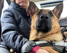 ROSS, Hund, Deutscher Schäferhund Mix in Bielefeld - Bild 3