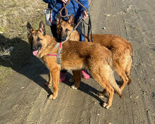 ROSS, Hund, Deutscher Schäferhund Mix in Bielefeld - Bild 4
