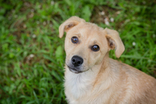 CHIPNR245332, Hund, Mischlingshund in Kroatien - Bild 1