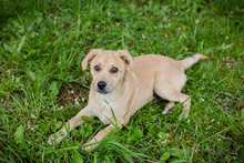 CHIPNR245332, Hund, Mischlingshund in Kroatien - Bild 2