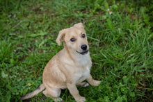 CHIPNR245332, Hund, Mischlingshund in Kroatien - Bild 3