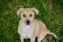 CHIPNR245332, Hund, Mischlingshund in Kroatien - Bild 4