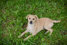 CHIPNR245332, Hund, Mischlingshund in Kroatien - Bild 5