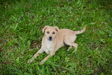 CHIPNR245332, Hund, Mischlingshund in Kroatien - Bild 6