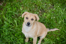 CHIPNR245332, Hund, Mischlingshund in Kroatien - Bild 7