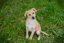 CHIPNR245332, Hund, Mischlingshund in Kroatien - Bild 8