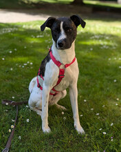 TINY, Hund, Mischlingshund in Bielefeld - Bild 1