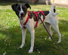 TINY, Hund, Mischlingshund in Bielefeld - Bild 2