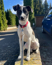TINY, Hund, Mischlingshund in Bielefeld - Bild 4