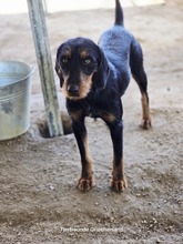 ANNE, Hund, Mischlingshund in Griechenland - Bild 1