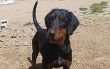 ANNE, Hund, Mischlingshund in Griechenland - Bild 2
