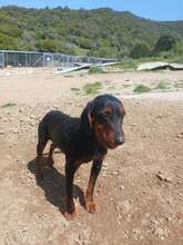 ANNE, Hund, Mischlingshund in Griechenland - Bild 4