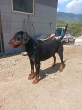 ANNE, Hund, Mischlingshund in Griechenland - Bild 5