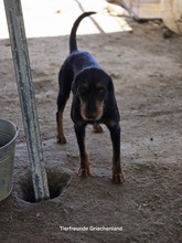 ANNE, Hund, Mischlingshund in Griechenland - Bild 6