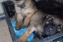 CARLOS, Hund, Mischlingshund in Rumänien - Bild 3