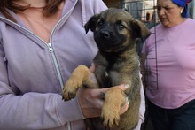 CARLOS, Hund, Mischlingshund in Rumänien - Bild 5
