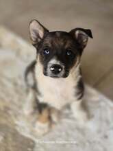 BERRY, Hund, Mischlingshund in Griechenland - Bild 1