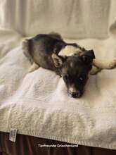 BERRY, Hund, Mischlingshund in Griechenland - Bild 2