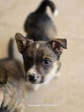 BERRY, Hund, Mischlingshund in Griechenland - Bild 4