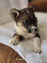BERRY, Hund, Mischlingshund in Griechenland - Bild 5